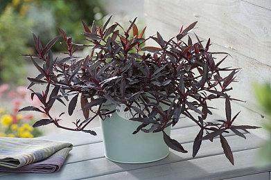 新策划《iii initiative》公开 《吸血鬼幸存者》开发者参与