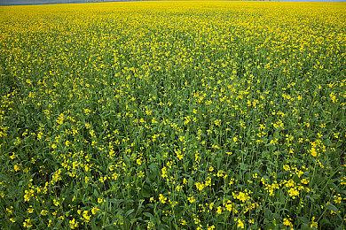 《逆水寒》“网易魔兽老兵服”开放预创角色 1月13日上线